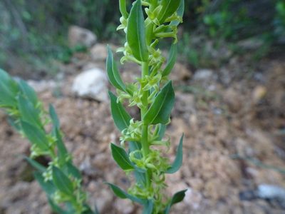 Thymelaea sanamunda, photographed by Thomas Koffel