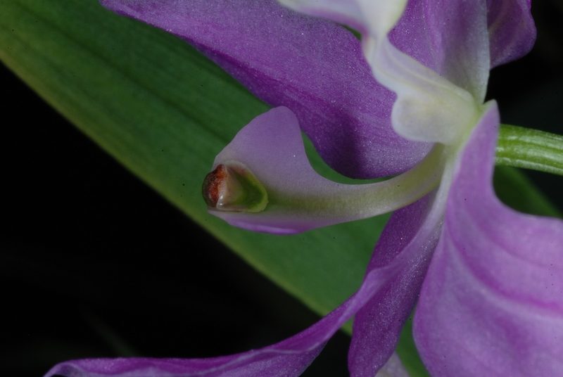 Calopogon oklahomensis, photographed by Douglas Goldman