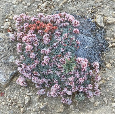 Eriogonum kennedyi, photographed by Adam J. Searcy