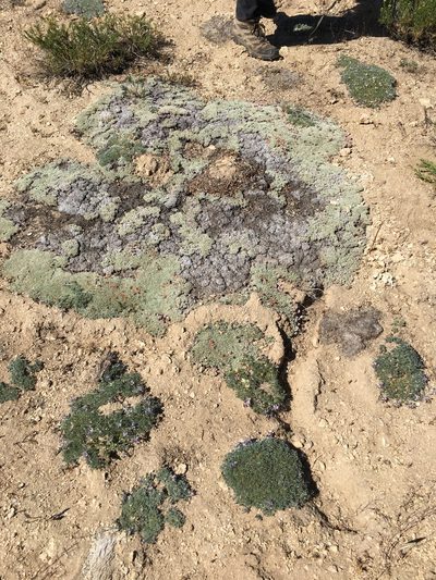 Eriogonum kennedyi, photographed by Adam J. Searcy