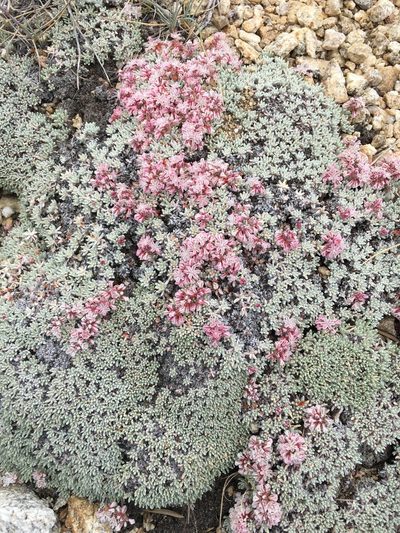 Eriogonum kennedyi, photographed by Adam J. Searcy