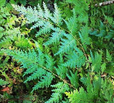 Selaginella willdenowii, photographed by Ian Armitage