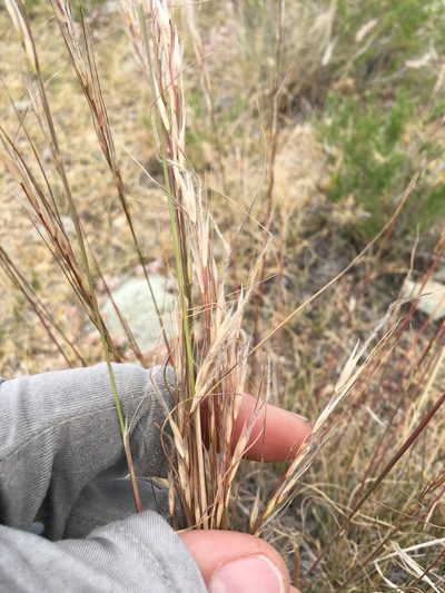 Eriocoma thurberiana, photographed by Adam J. Searcy