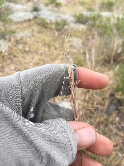 Eriocoma thurberiana, photographed by Adam J. Searcy