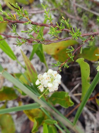 Polygonella myriophylla, photographed by Valerie Anderson