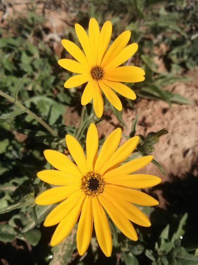 Norlindhia amplectens, photographed by Noeleen du Toit