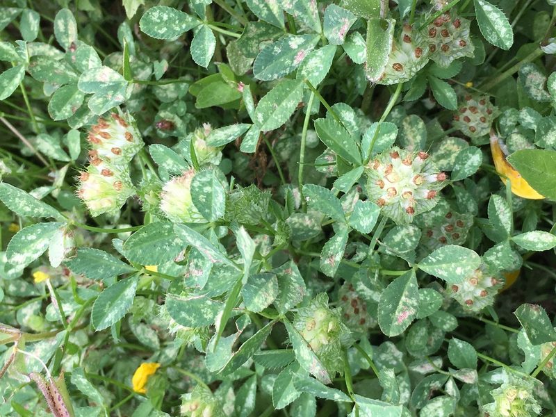 Trifolium cyathiferum, photographed by Adam J. Searcy
