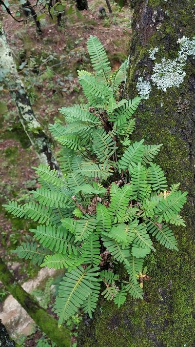 Pleopeltis guttata, photographed by Alan Rockefeller