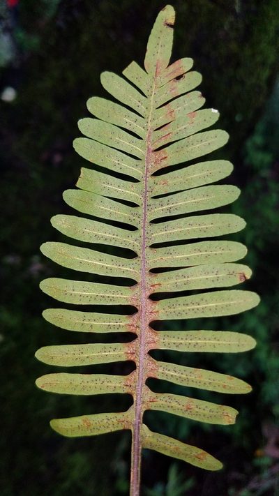 Pleopeltis guttata, photographed by Alan Rockefeller