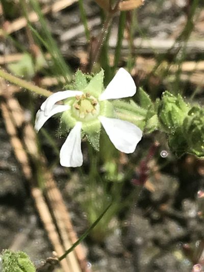 Potentilla clevelandii, photographed by Ryan Donnelly