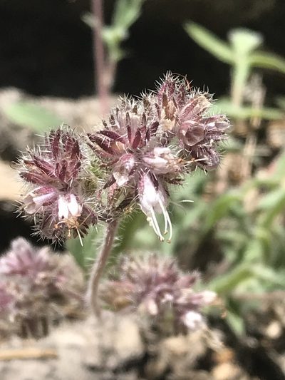 Phacelia mutabilis, photographed by Ryan Donnelly