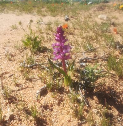 Lachenalia splendida, photographed by Noeleen du Toit