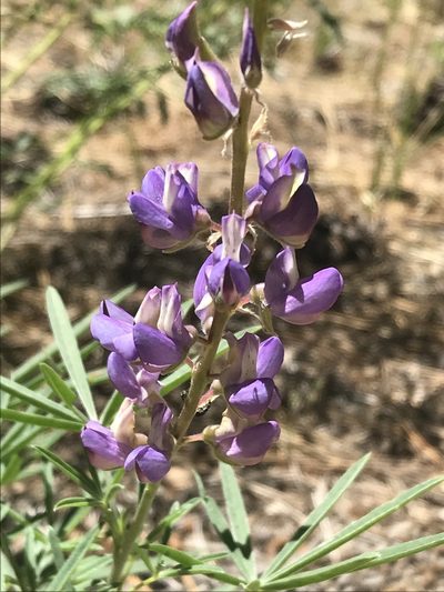 Lupinus hyacinthinus, photographed by Ryan Donnelly