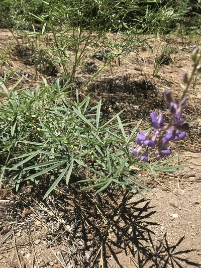 Lupinus hyacinthinus, photographed by Ryan Donnelly