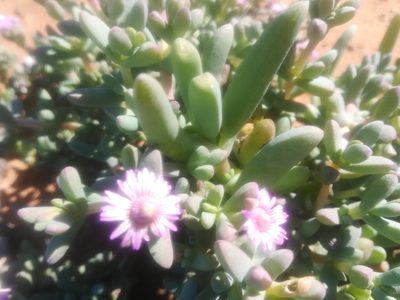 Amphibolia laevis, photographed by Noeleen du Toit
