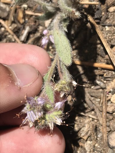 Phacelia mutabilis, photographed by Ryan Donnelly