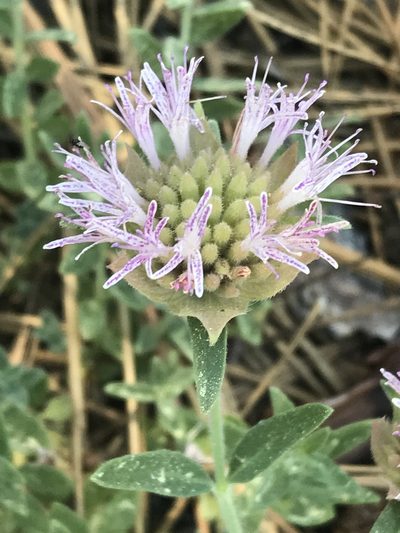 Monardella australis, photographed by Ryan Donnelly