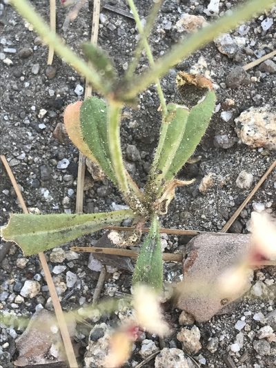 Eriogonum apiculatum, photographed by Ryan Donnelly