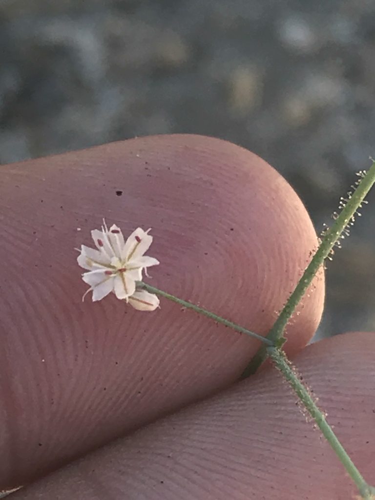 Eriogonum apiculatum, photographed by Ryan Donnelly