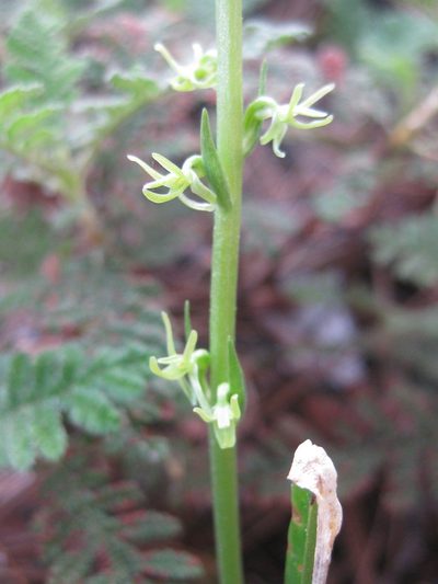 Platanthera leptopetala, photographed by Andrew Thornhill