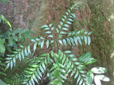 Bowenia spectabilis, photographed by Andrew Thornhill