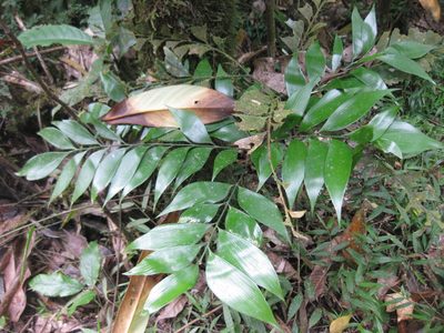 Bowenia spectabilis, photographed by Andrew Thornhill