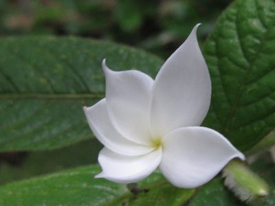 Atractocarpus hirtus, photographed by Andrew Thornhill