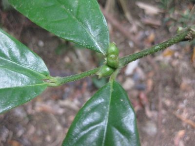 Lasianthus chlorocarpus, photographed by Andrew Thornhill