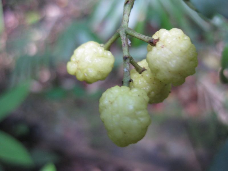 Acronychia acidula, photographed by Andrew Thornhill