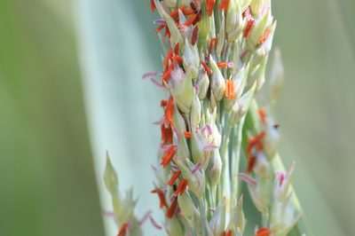 Panicum amarum, photographed by Steven Bodzin
