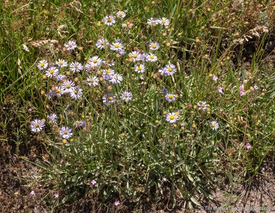 Symphyotrichum spathulatum, photographed by Tim Messick