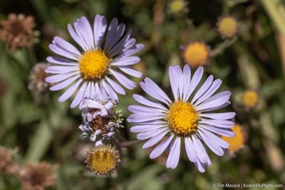 Symphyotrichum spathulatum, photographed by Tim Messick