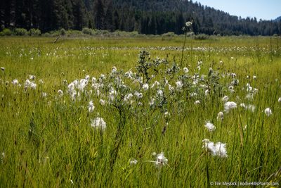 Eriophorum gracile, photographed by Tim Messick