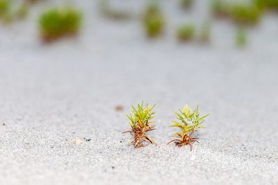 Cyperus pedunculatus, photographed by Richard Stovall