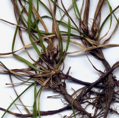 Carex inopinata, photographed by John Barkla