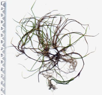 Carex inopinata, photographed by John Barkla