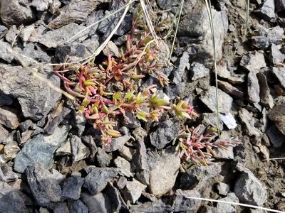 Suaeda calceoliformis, photographed by Matt Muir