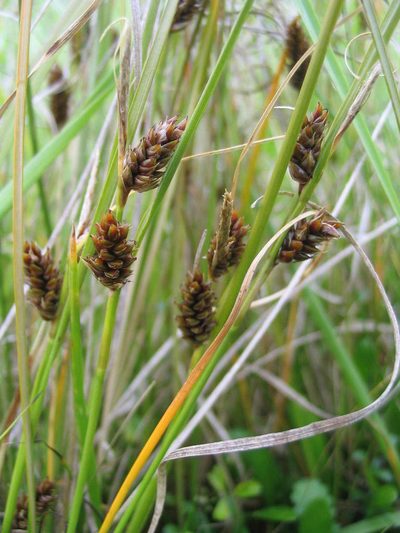 Carex litorosa, photographed by John Barkla