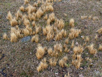 Carex muelleri, photographed by John Barkla