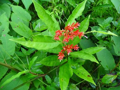 Rauvolfia serpentina, photographed by Manoj Karingamadathil