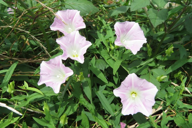 Calystegia pubescens, photographed by Marco Mussita