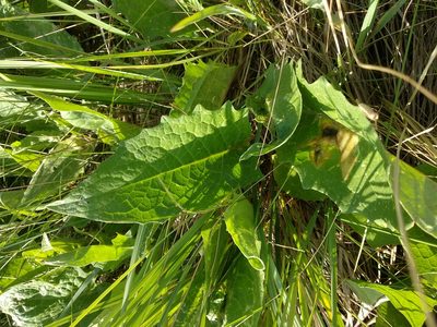 Saussurea amara, photographed by Svyatoslav Knyazev