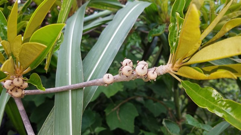 Manilkara chicle, photographed by geralg