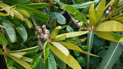 Manilkara chicle, photographed by geralg