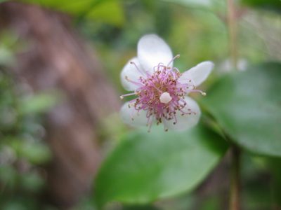 Archirhodomyrtus beckleri, photographed by Andrew Thornhill