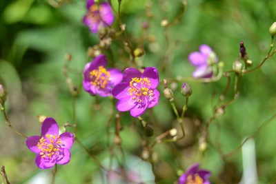 Phemeranthus calycinus, photographed by stlmark