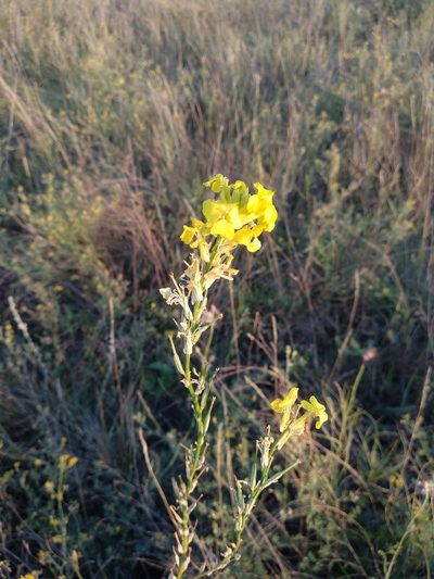 Erysimum quadrangulum, photographed by Svyatoslav Knyazev