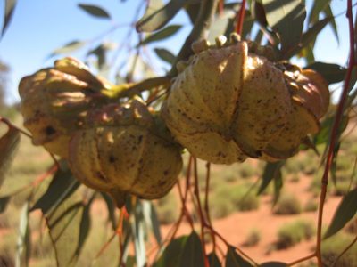Eucalyptus youngiana, photographed by Andrew Thornhill