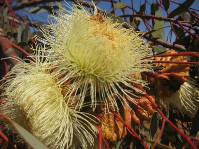 Eucalyptus youngiana, photographed by Andrew Thornhill