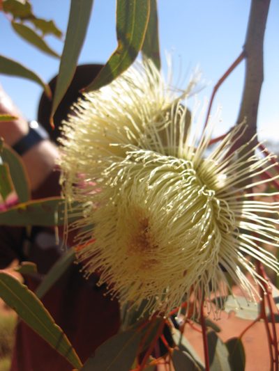 Eucalyptus youngiana, photographed by Andrew Thornhill